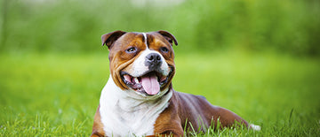 Basic Preventative Health: What Does Your Dog Need?