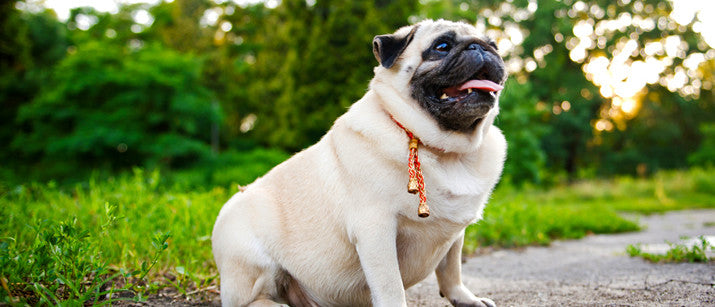 Obesity in Dogs